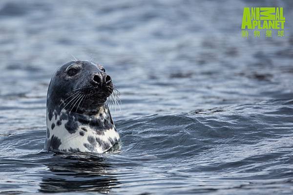 加拿大芬迪灣的溼地生態中則有海豹