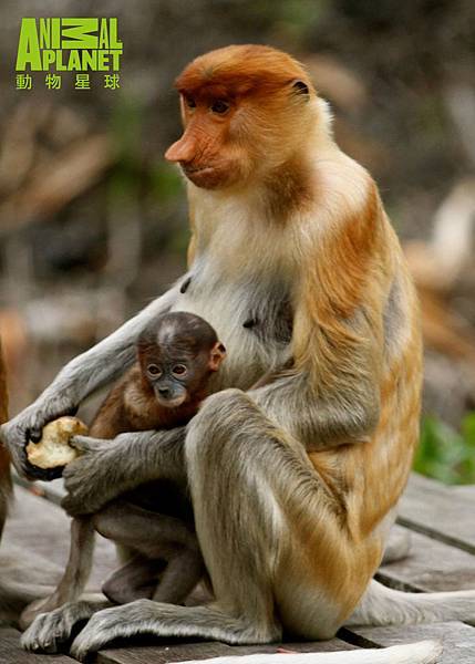 馬來西亞京那峇國家公園長鼻猴佔據濕地樹林的樹冠層
