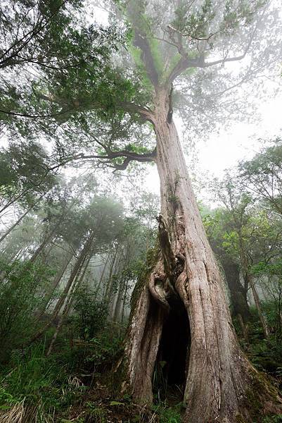 力麗馬告生態園區中的神木園為全亞洲最大檜木神木園，並有專業導覽人員提供旅客體驗1-2小時的神木園生態之旅，體驗千年神木「森」呼吸！