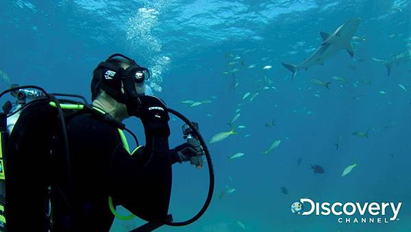 Discovery頻道鯊魚週歡慶30週年《貝爾鯊魚鬥》 邀請地表最強求生專家貝爾吉羅斯來助陣