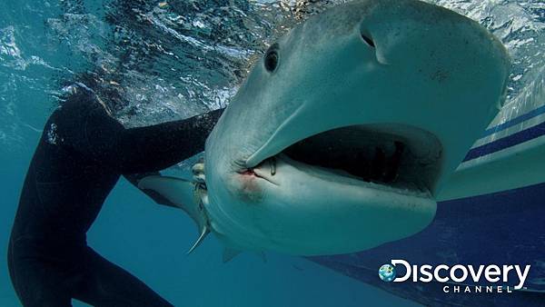 Discovery頻道鯊魚週歡慶30週年《貝爾鯊魚鬥》 地表最強求生專家貝爾潛入海底釋放一隻被釣線勾住的鼬鯊