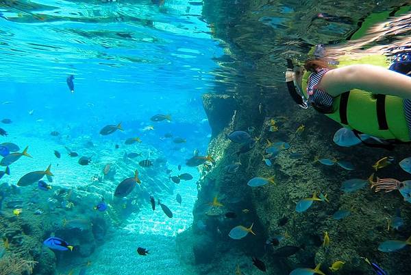 融入海洋生物元素的水上探險樂園，讓旅客與成千上萬的魚兒在五彩斑斕的「彩虹礁游」中一起浮潛，展開令人驚嘆的珊瑚礁探索之旅(圖片來源-聖淘沙名勝世界).jpg
