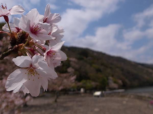 【新聞照片5】渡月橋-漫步渡月橋，一响貪歡_圖片來源-Flickr_papalagi chen.jpg