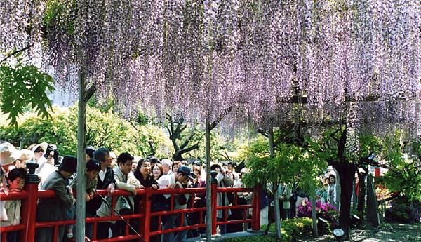 【新聞照片3】龜戶天神_圖片來源：亀戸天神社.jpg