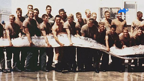 _美國海豹部隊在聖地牙哥海灘發現身長7尺的皇帶魚.jpg