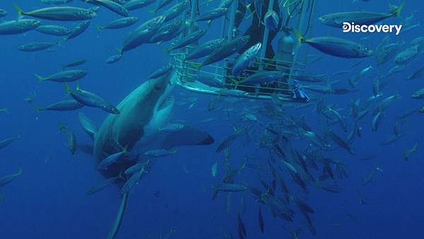 _Discovery頻道 2019《鯊魚週》於11月16日起每週六晚間8點首播.jpg