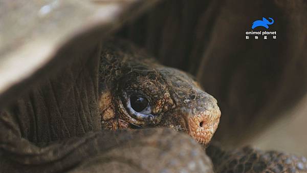 _動物星球頻道《滅絕動物大追蹤》每週二晚間10點首播.jpg