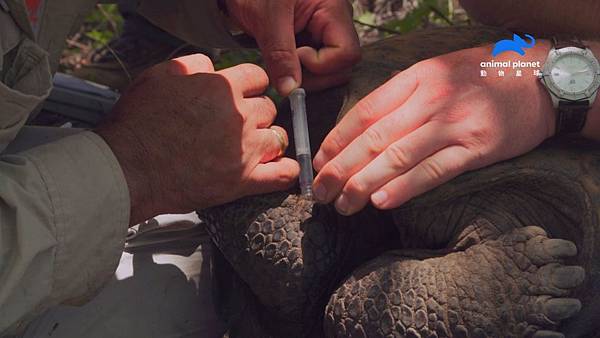 _生物學家抽取血液樣本，完成史上第一份費南迪納巨陸龜亞種的科學數據.jpg