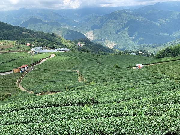 _雲朗觀光旗下兆品酒店嘉義將帶領旅客前往二尖山部道茶園與竹林密境 (2).jpg