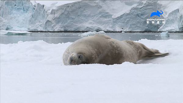 【動物星球頻道新聞稿】《超神動物殺手鯨》偷窺浮冰上的海豹.jpg