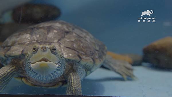 動物星球頻道《喬治亞水族館第2季 珊瑚礁 盛會》 (3).jpg