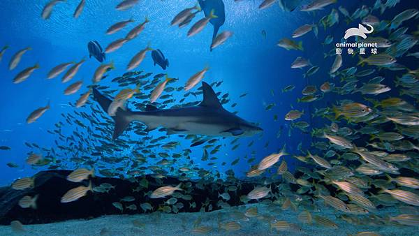 動物星球頻道《喬治亞水族館第2季 珊瑚礁 盛會》 (7).jpg