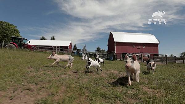 【動物星球頻道新聞稿】《愛心動物農場》 圖說：生活在農場中動物們，臉上掛著燦爛笑 容。.jpg