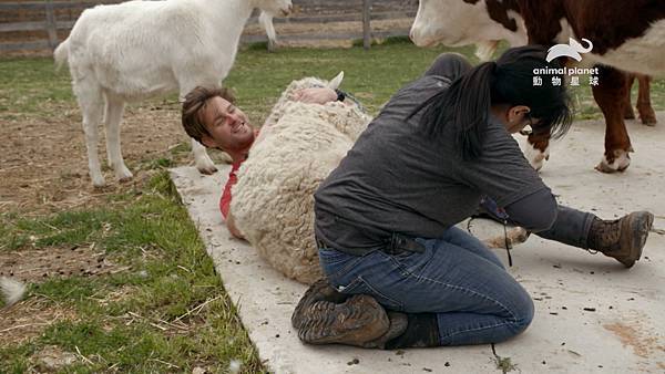 【動物星球頻道新聞稿】《愛心動物農場》 圖說：修剪綿羊的指甲.jpg