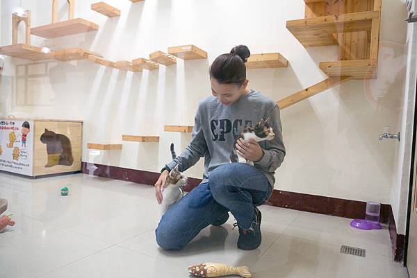 世界球后戴資穎探訪高雄市燕巢動物收容所推廣領養不棄養，台灣防止虐待動物協會呼籲，貓咪需要主人的關心來維持健康快樂，請每天花一點時間陪伴貓咪玩耍。（圖由台灣防止虐待動物協會提供）.jpg