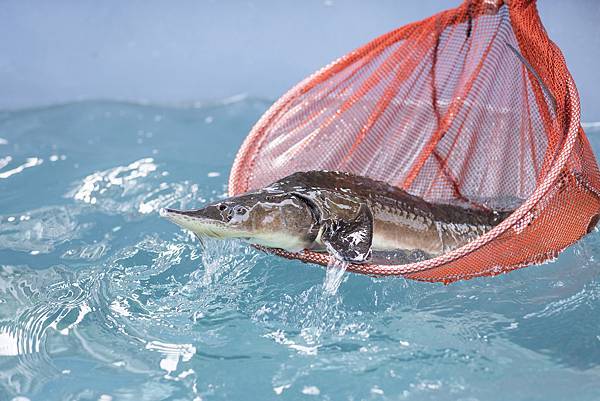 兆品引進活魚中繼持設備，引進高價值鱘龍 魚，為饕客省去奔波至漁產養殖地之車程，一 站滿足泡萬年源頭湯、啖活化石鱘龍魚、經典 櫻桃烤鴨三重享受.jpg