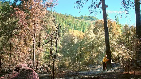 《加州野火英雄》圖說_.砍除已經枯死危險 樹，也是防堵野火的重要工作。jpg.jpg