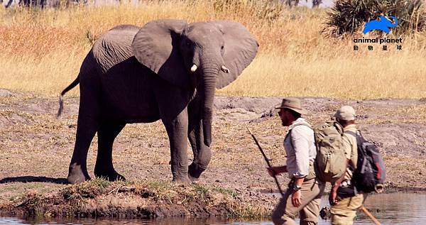 動物星球頻道《與象同行》非洲象是地球上最大的陸地動物_曾經有好幾百萬隻大象在非洲_APLogo.jpg
