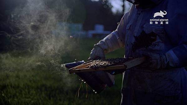 《大虎頭蜂入侵美國 》圖說：蜜蜂是養蜂人一家的生計，情同家中豢養的寵物。.jpg