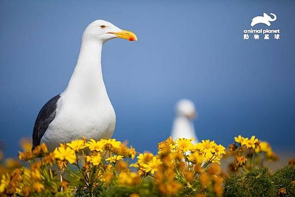 《未知之境》圖說：野生海鳥與哺乳類的數量，有助於科學家判斷海洋是否健康。.jpg