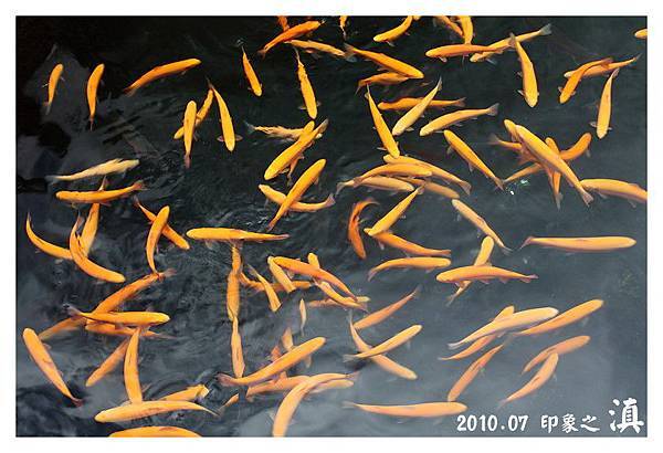 IMG_1182-玉水寨養的特別金色紅色鱒魚.JPG