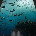 IMG_3147-一進去就有個很大的水族箱柱.JPG