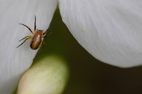 IMG_3198-油桐花上更小的小蜘蛛.JPG