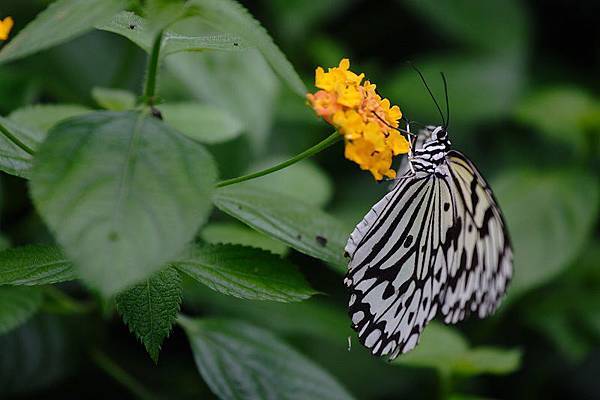 IMG_8024-石頭公園旁有個蝴蝶培養室~還滿多蝴蝶的.JPG