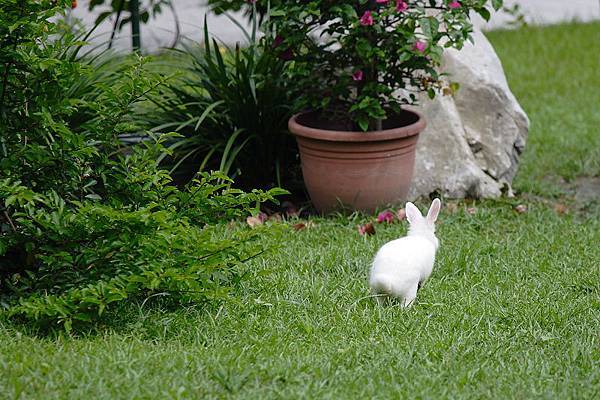 IMG_8083-走出蝴蝶館,驚見花園內竟有兔子到處亂跑.JPG