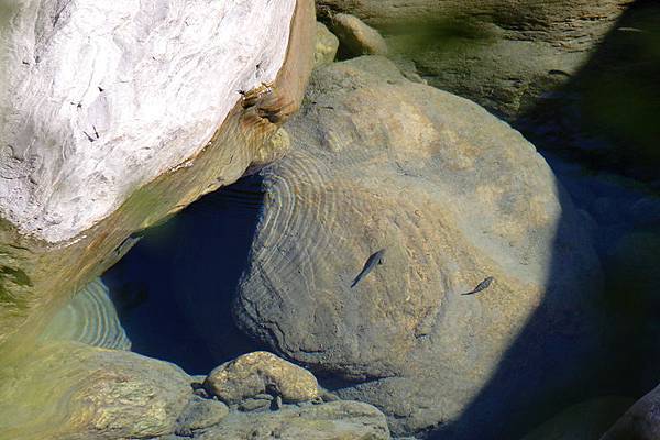 IMG_8212-清澈的溪水裡有魚,感覺好像在石頭上~不曉得是不是日本禿頭鯊.JPG