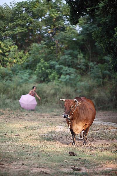 20090918-142-路邊的黃牛...雖然看起來溫馴但咱們沒人敢靠近.JPG