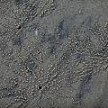 20090919-160-沙灘上處處可見小坑洞,旁邊則有放射狀的一顆一顆小沙球.JPG