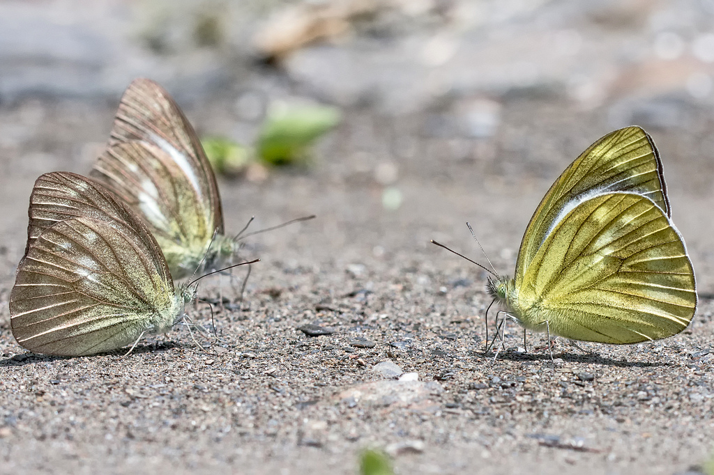 DSC_6673-編輯-編輯.jpg