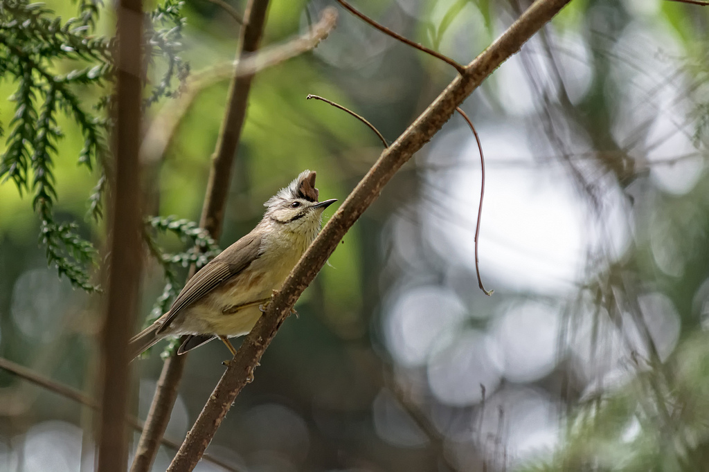 DSC_6010-編輯-編輯-編輯.jpg