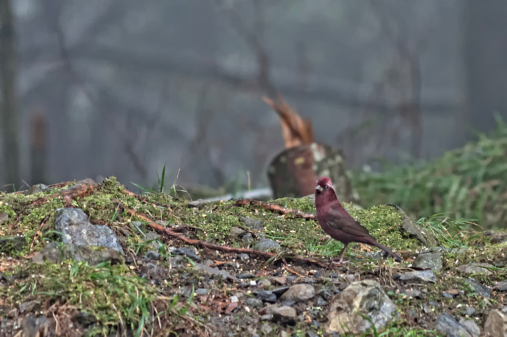 DSC_6277-編輯-編輯-編輯.jpg