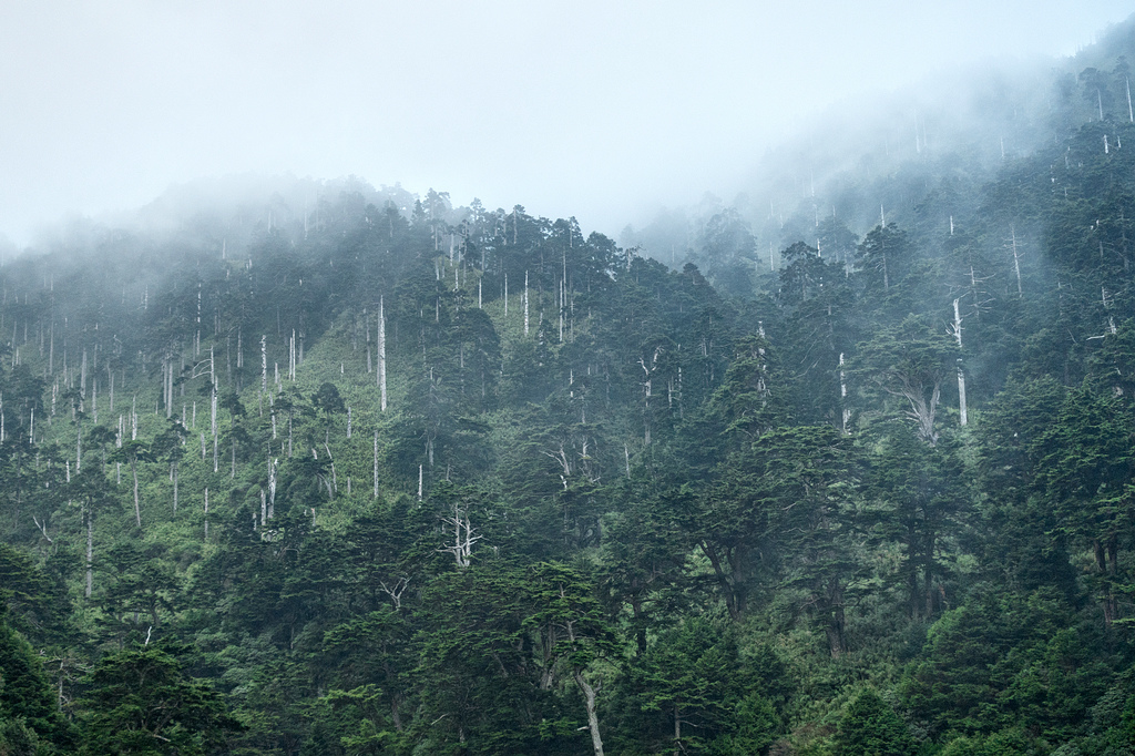 DSC03375-編輯.jpg DSC03375-編輯.jpg