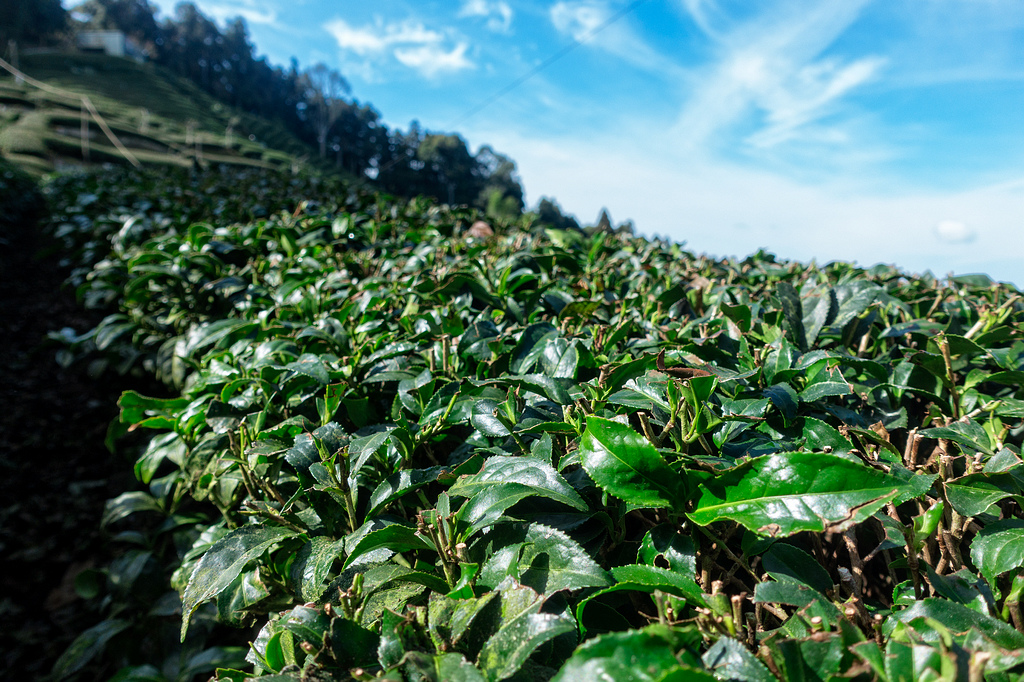 DSC04871-編輯.jpg DSC04871-編輯.jpg