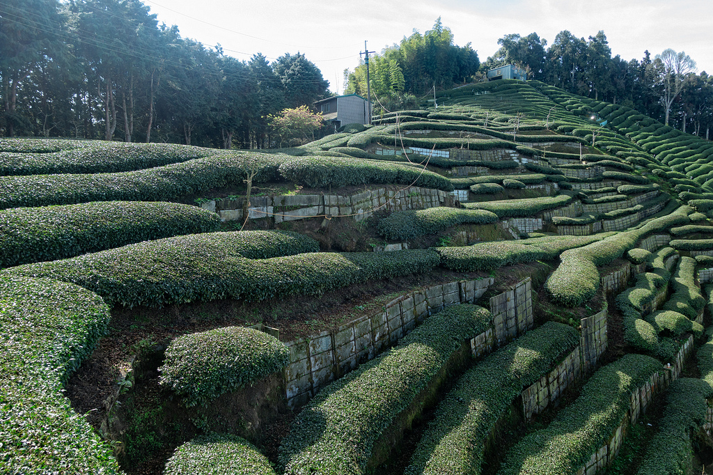 DSC04874-編輯.jpg DSC04874-編輯.jpg