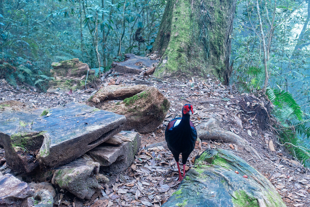 DSC05041-編輯.jpg DSC05041-編輯.jpg