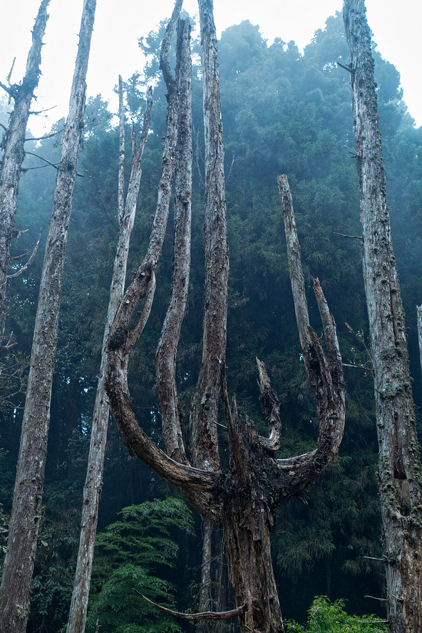 DSC05080-編輯.jpg DSC05080-編輯.jpg