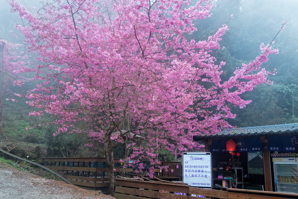 DSC05100-編輯.jpg DSC05100-編輯.jpg