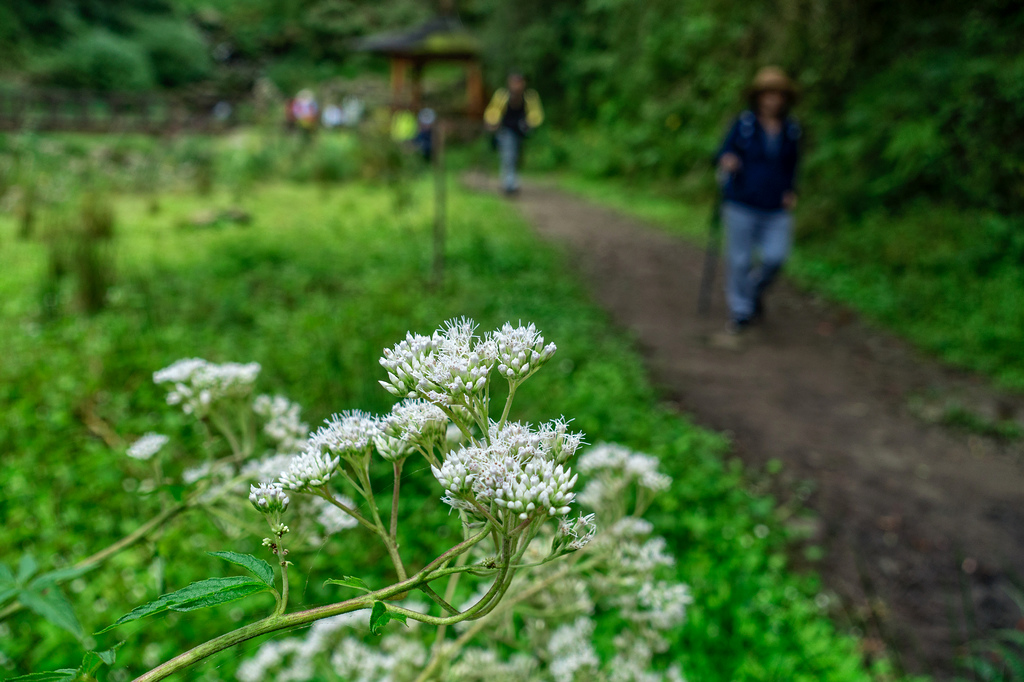 DSC06910-編輯.jpg DSC06910-編輯.jpg