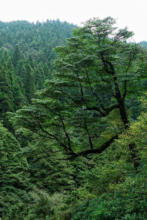 DSC06919-編輯.jpg DSC06919-編輯.jpg