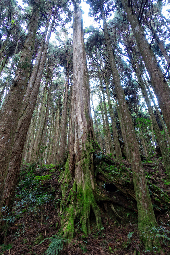 DSC06978-編輯.jpg DSC06978-編輯.jpg