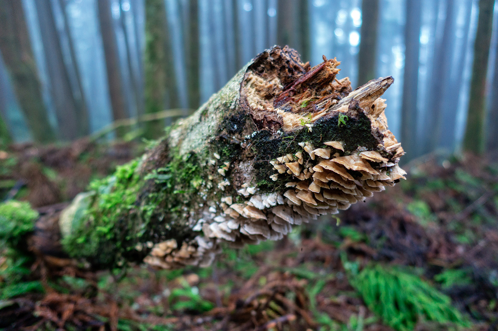 DSC07102-編輯.jpg DSC07102-編輯.jpg