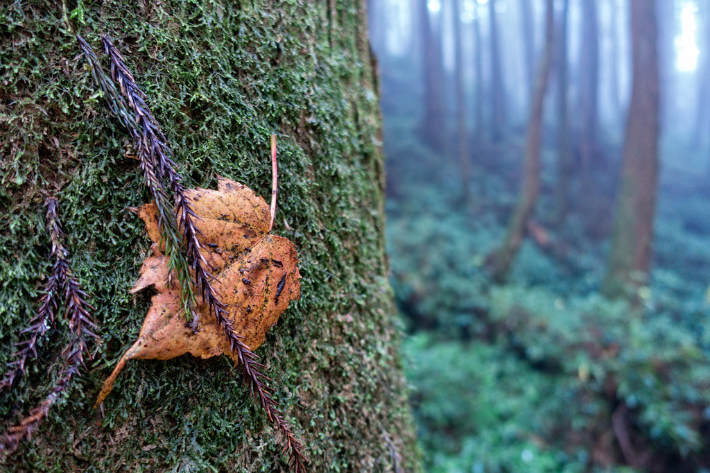 DSC07104-編輯.jpg DSC07104-編輯.jpg