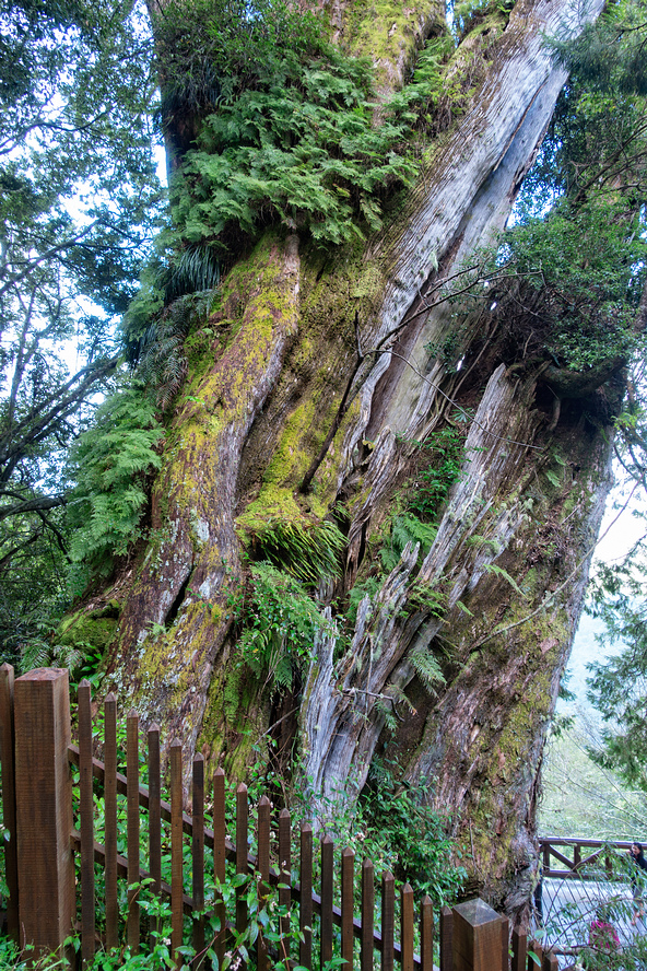 DSC07177-編輯.jpg DSC07177-編輯.jpg