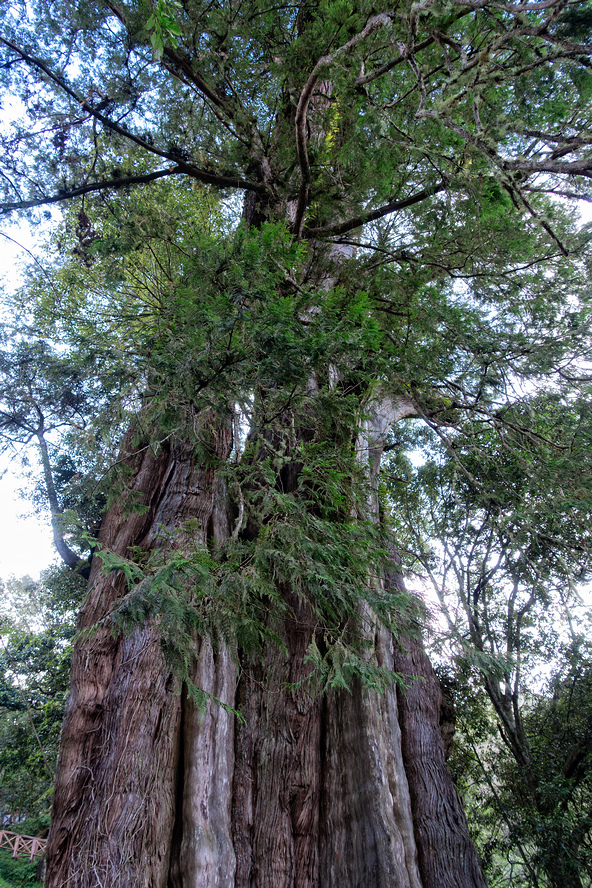 DSC07189-編輯.jpg DSC07189-編輯.jpg