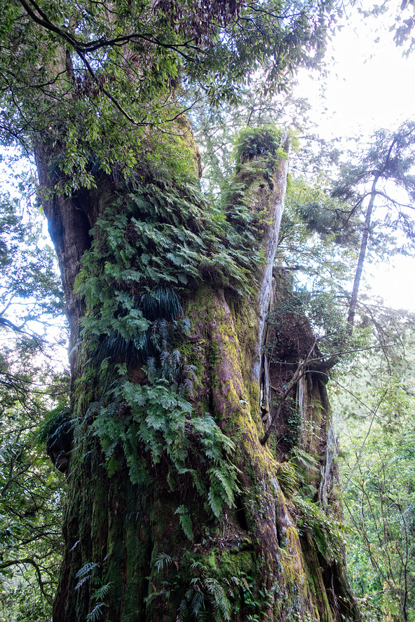 DSC07200-編輯.jpg DSC07200-編輯.jpg