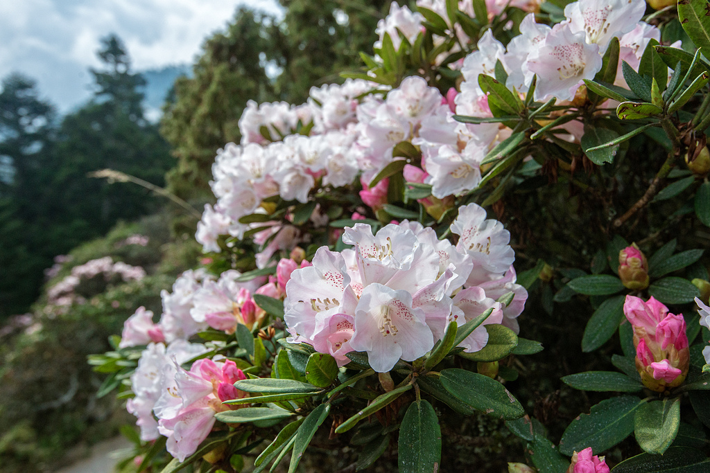 _DSC5265-編輯.jpg _DSC5265-編輯.jpg